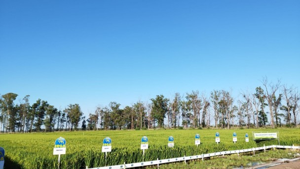 Manh&atilde; de Campo em Uruguaiana